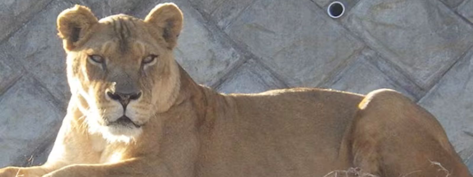 Three Lions At Tokyo Zoo Die Amid Extreme Heat